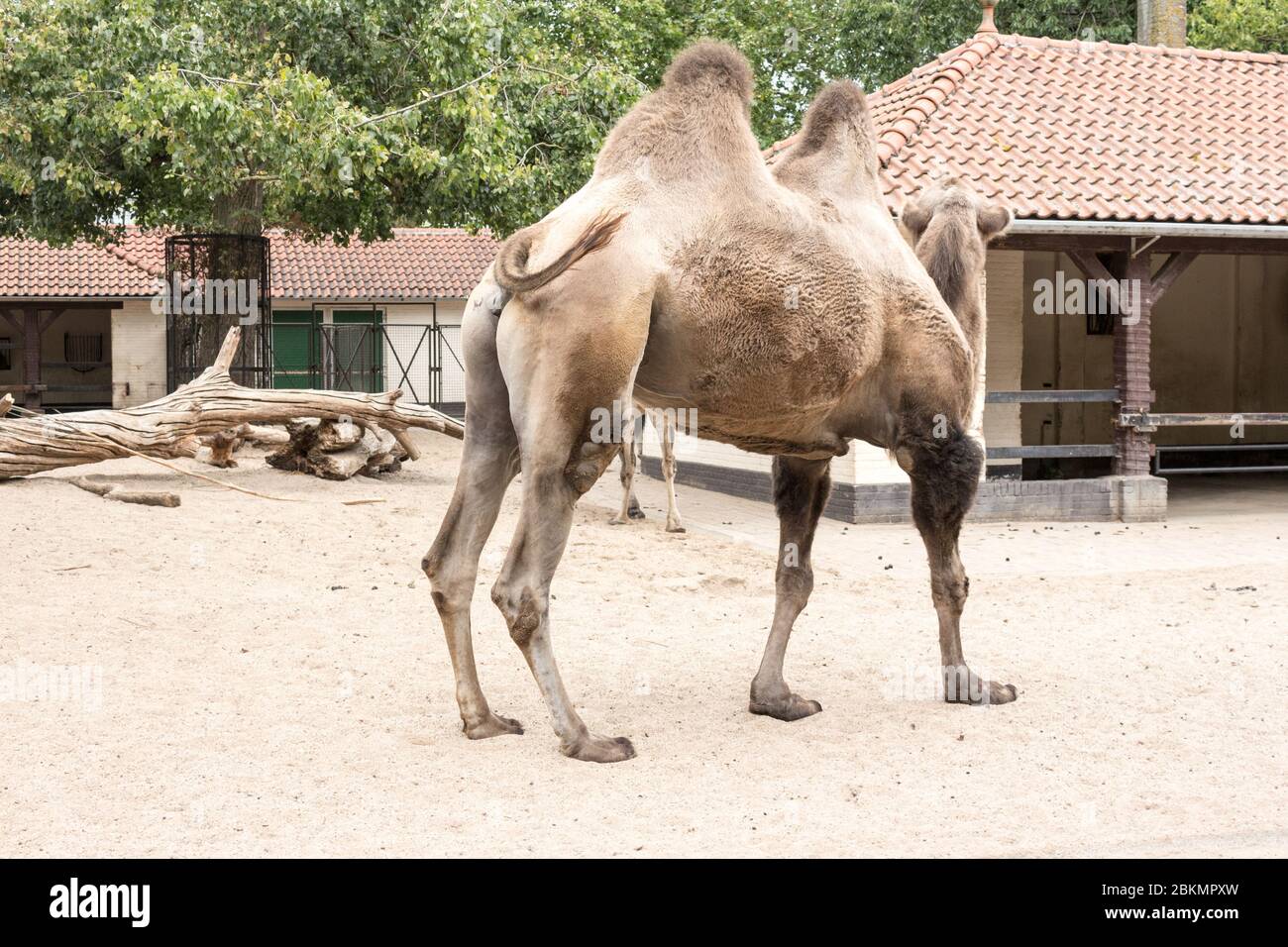 Eine majestätische Kreatur im Ausland: Das Leben und die Fürsorge eines Kamels in einem niederländischen Zoo Niederlande liegt in einem Zoo, der eine Vielzahl von Tieren beherbergt Stockfoto
