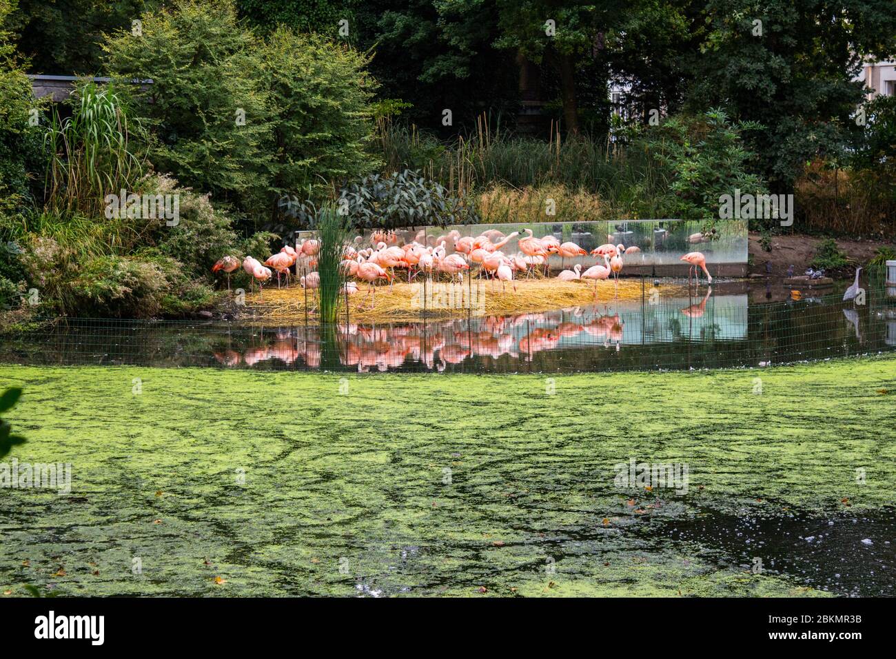 Rosafarbene Flamingos versammelten sich in der Nähe eines ruhigen Teichs, ihre Reflexionen schimmerten im ruhigen Wasser Stockfoto