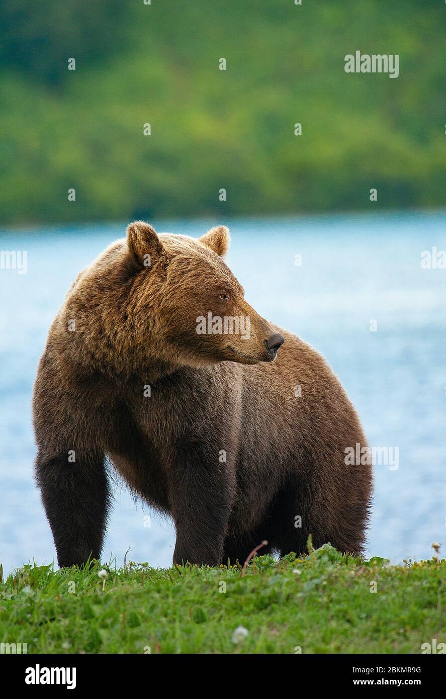 Braunbär (Ursus arctos) im Kurile See. Kamtschatka. Sibirien. Russland Stockfoto