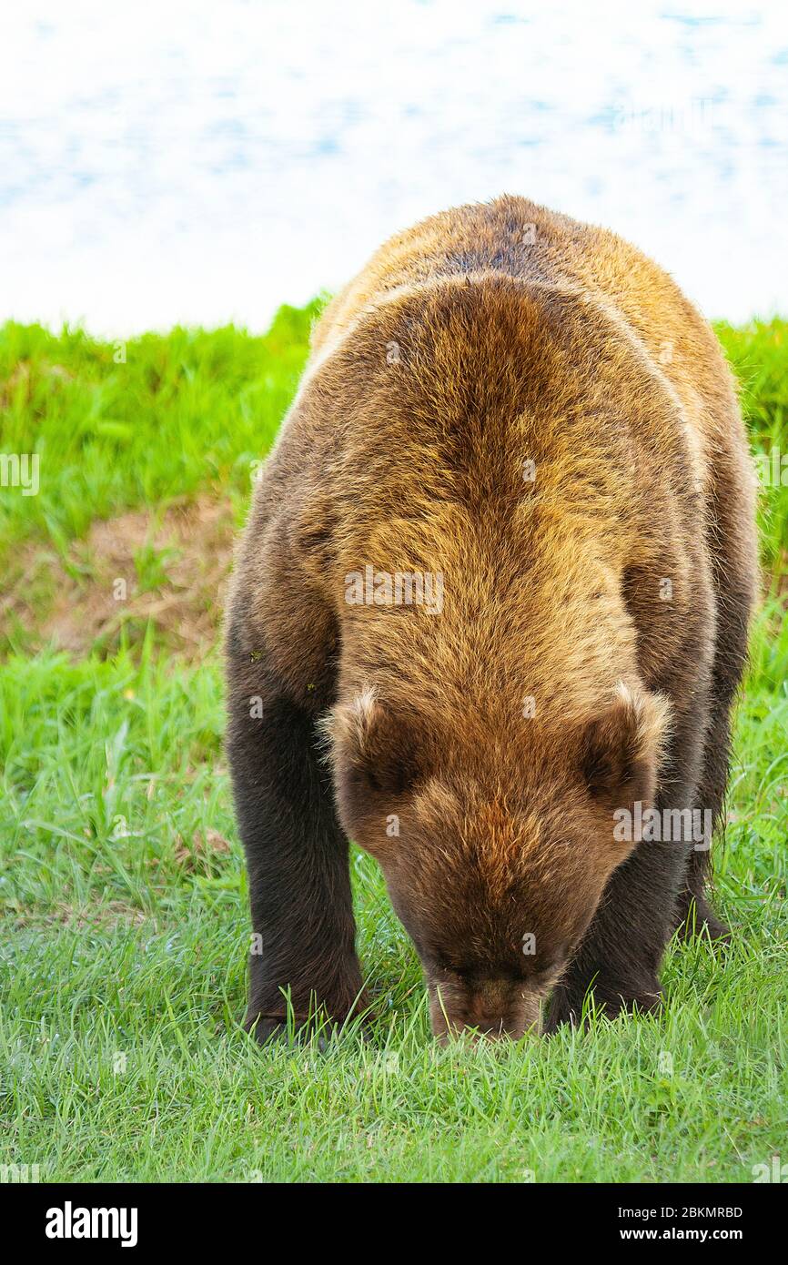 Braunbär (Ursus arctos) im Kurile See. Kamtschatka. Sibirien. Russland Stockfoto