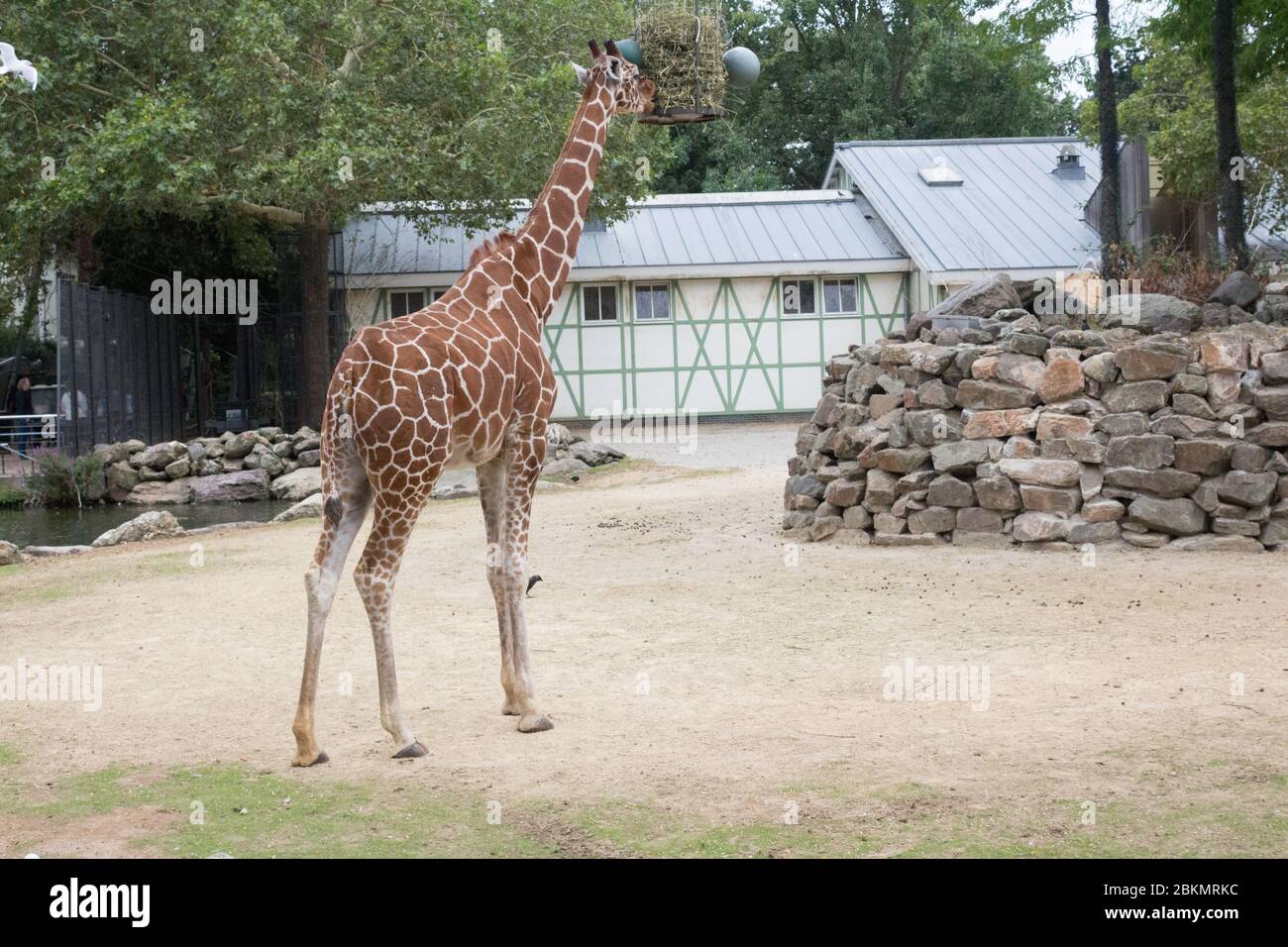 Majestätische Giraffen in holländischen Zoos: Von beliebten Attraktionen bis hin zu Botschaftern für den Naturschutz, von fesselnden Besuchern bis hin zur Förderung von Naturschutzmaßnahmen Stockfoto