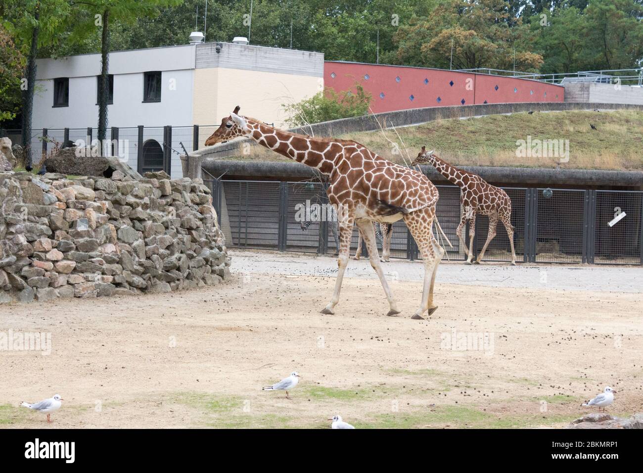 Majestätische Giraffen in holländischen Zoos: Von beliebten Attraktionen bis hin zu Botschaftern für den Naturschutz, von fesselnden Besuchern bis hin zur Förderung von Naturschutzmaßnahmen Stockfoto
