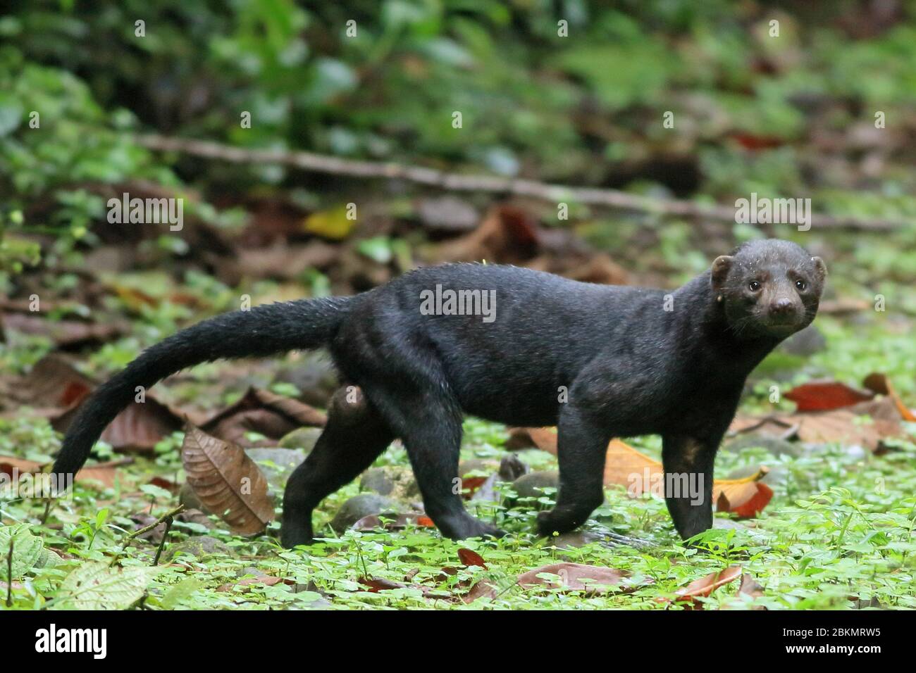 Tayra (Eira barbara) Wandern im Tieflandregenwald, La Selva Biologische Station, Sarapiquí, Caribbean Slope, Costa Rica. Stockfoto