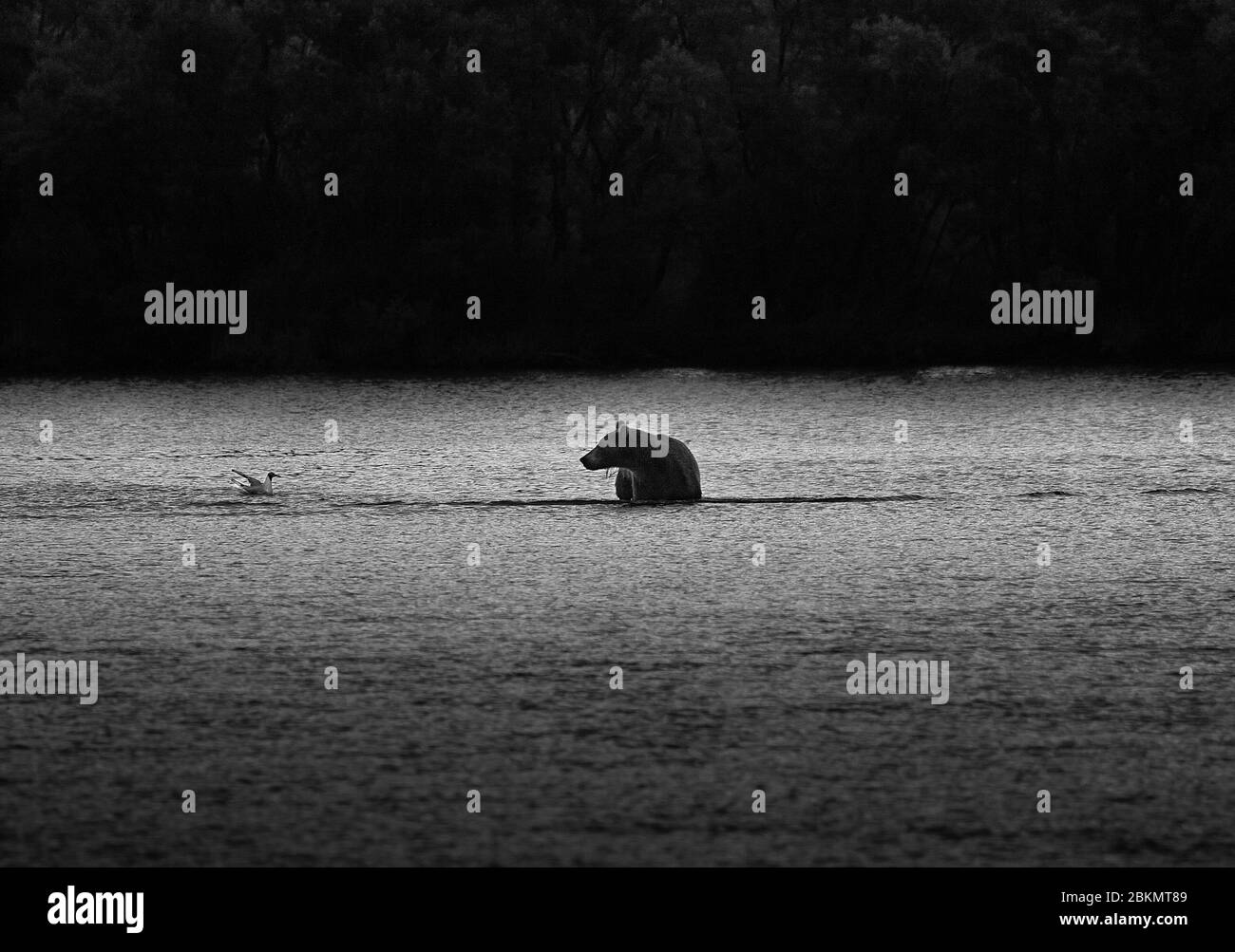 Braunbär (Ursus arctos) im Kurile See. Kamtschatka. Sibirien. Russland Stockfoto