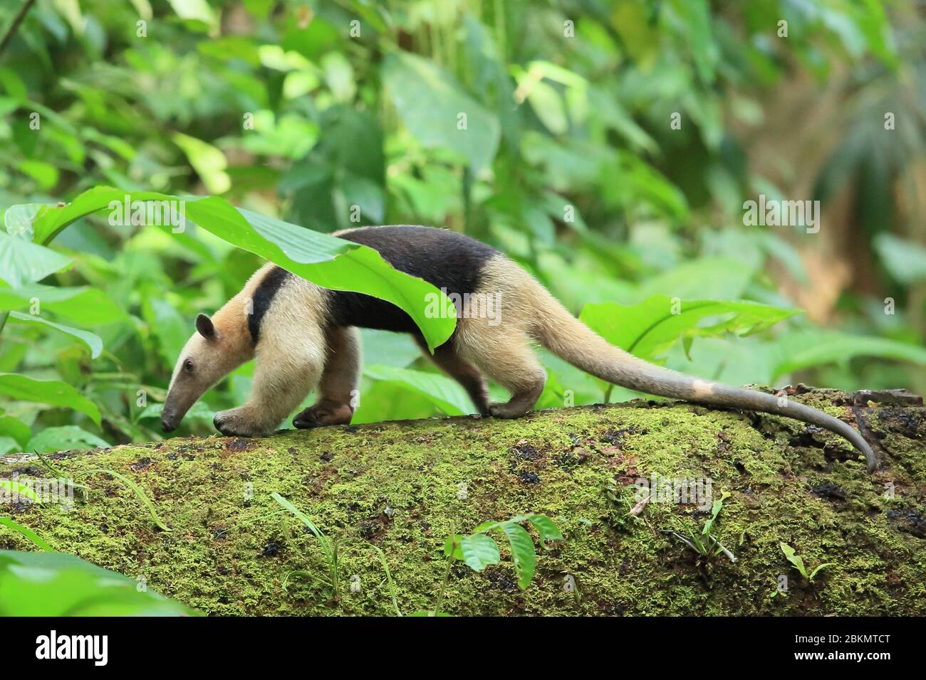 Nördliche Tamandua oder Halsantilopfer (Tamandua mexicana). Tieflandregenwald, Corcovado Nationalpark, Osa Halbinsel, Costa Rica. Stockfoto