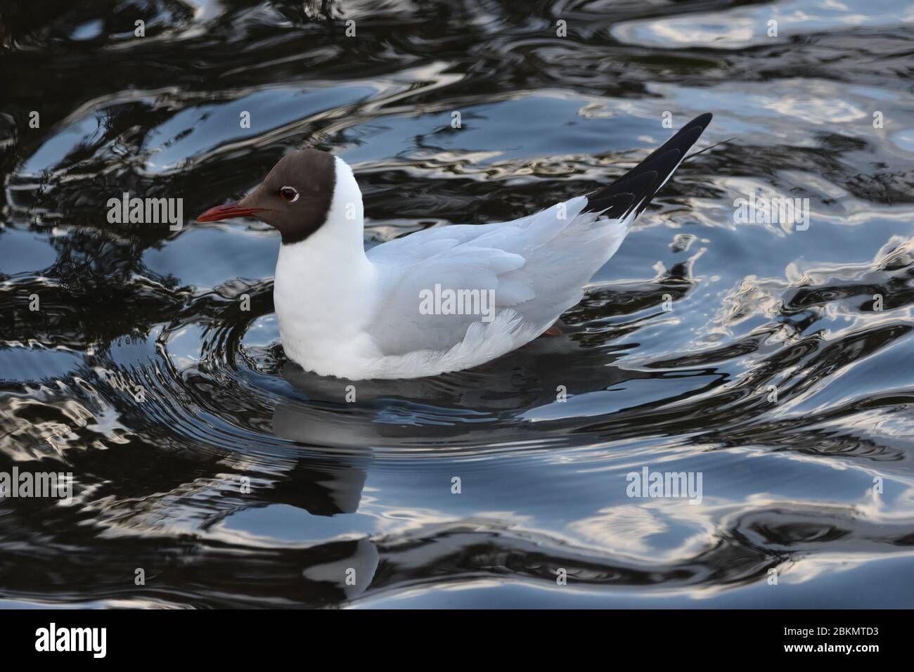 Ein Nahaufnahme Bild einer Ente im Wasser mit wunderschönen Wasserwellen Stockfoto