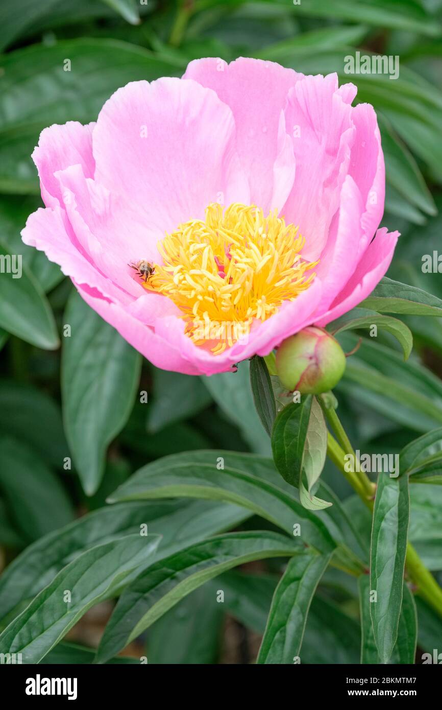 Einzelne rosa Blüte der chinesischen Pfingstrose Muschel paeonia lactiflora Muschel Stockfoto