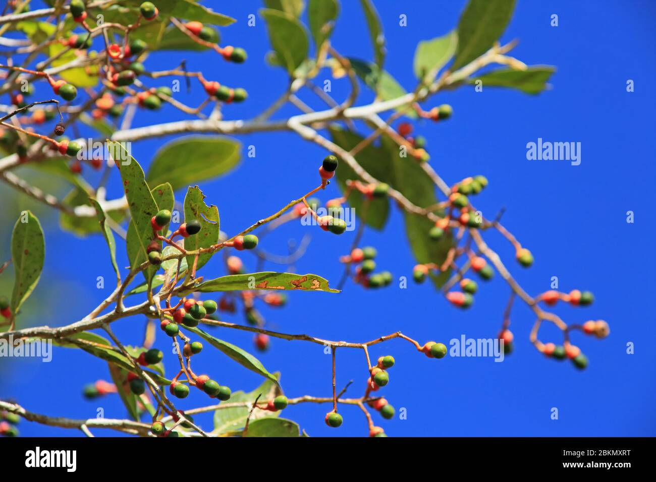 Frucht des kleinen Avocado-Baumes (Ocotea sp), im Nebelwald, Nationalpark La Amistad, Costa Rica. Stockfoto