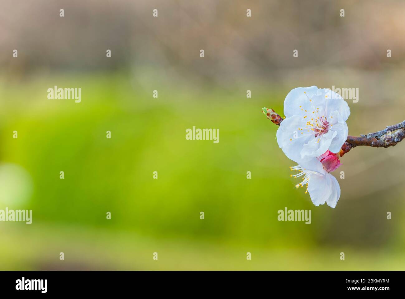 Nahaufnahme von weißen Pflaumenbäumen in Blüte auf Bokeh-Hintergrund in den Koishikawa Botanical Gardens von Tokio. Stockfoto