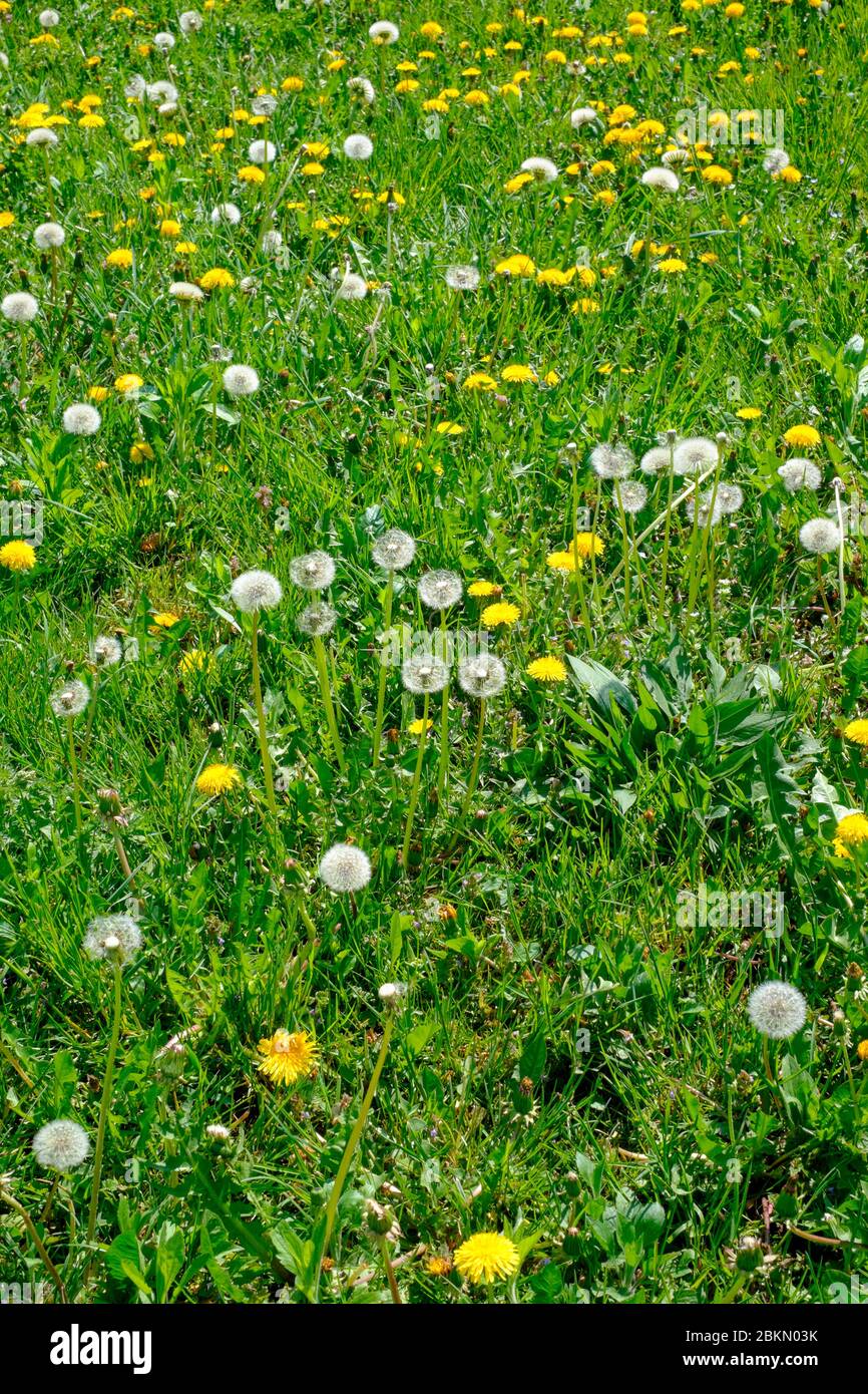 Ländlicher Garten voller Löwenzahn taraxacum officinale im Frühjahr zala County ungarn Stockfoto