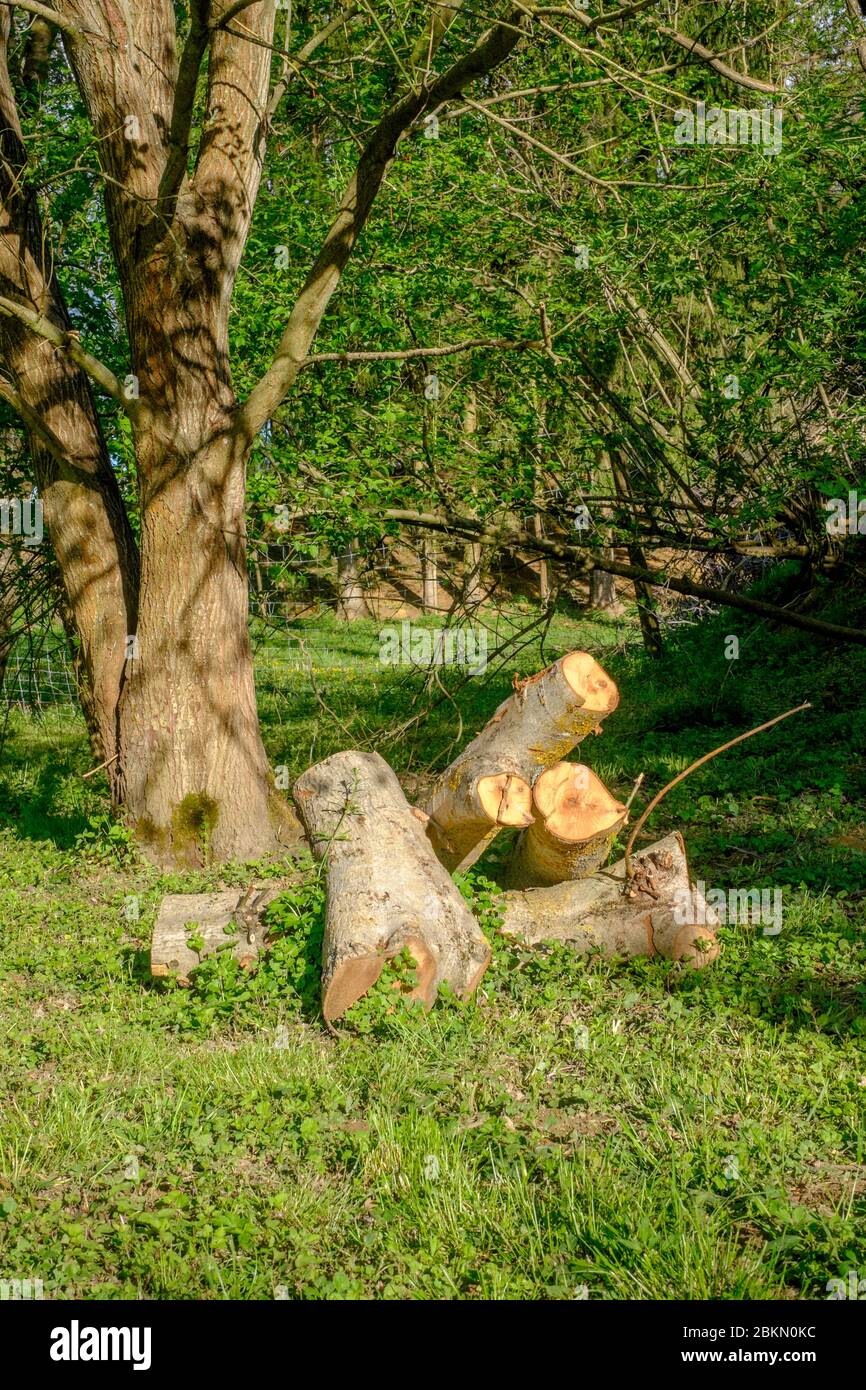 Große Stämme von einem frisch geschnittenen und gefällten Baum warten Schneiden und Spalten in einem ländlichen Garten zala County ungarn Stockfoto
