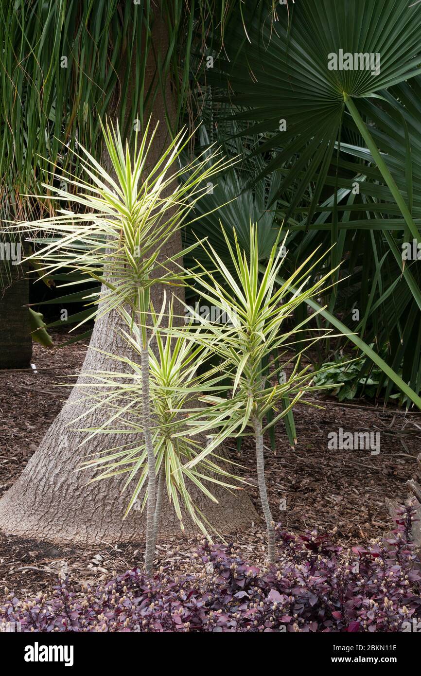 Sydney Australien, ornamentale Yucca elephantipes Variegata Bäume im