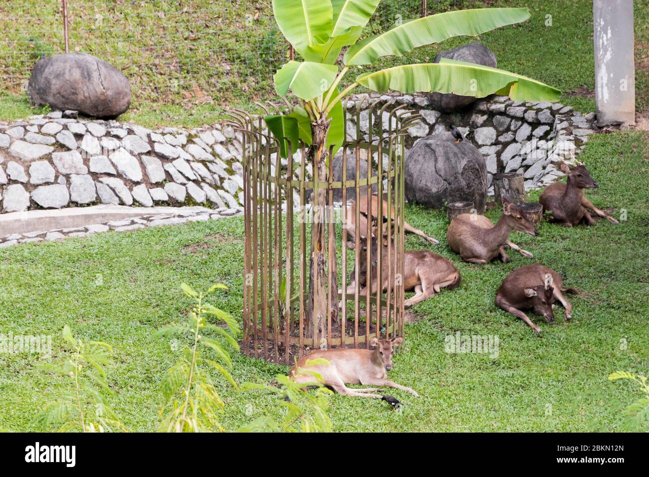 Hirschgehege in Taman Rusa. Hirsche Perdana Botanischer Garten. Stockfoto