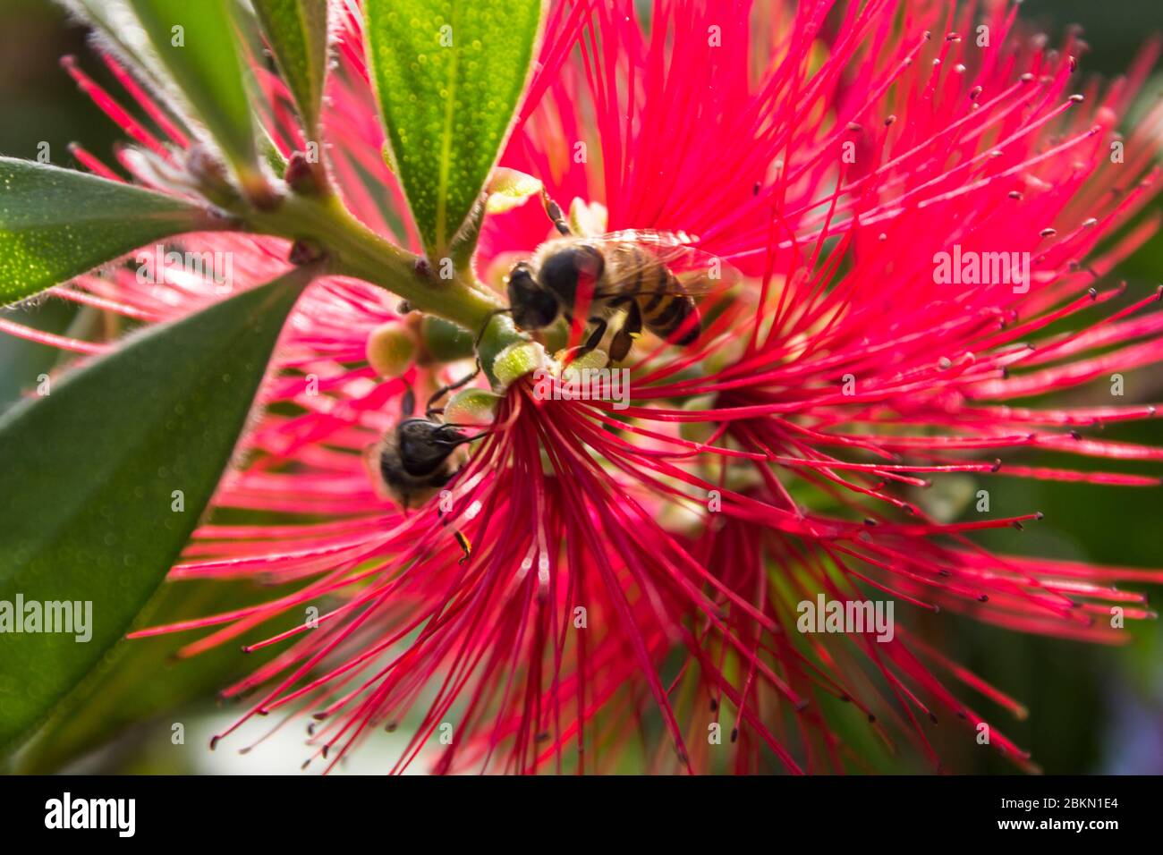 Zwei afrikanische Honigbienen, APIs mellifera Scutellata, bestäuben eine scharlachrote Flaschenbürste in einem Vorstadtgarten Stockfoto Zwei afrikanische Honigbienen, APIs mellifera Scutellata, bestäuben eine scharlachrote Flaschenbürste in einem Vorstadtgarten Stockfoto