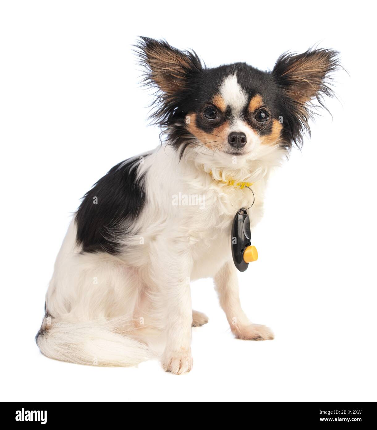 Chihuahua sitzt mit einem Klicker um den Hals auf weißem Hintergrund Stockfoto