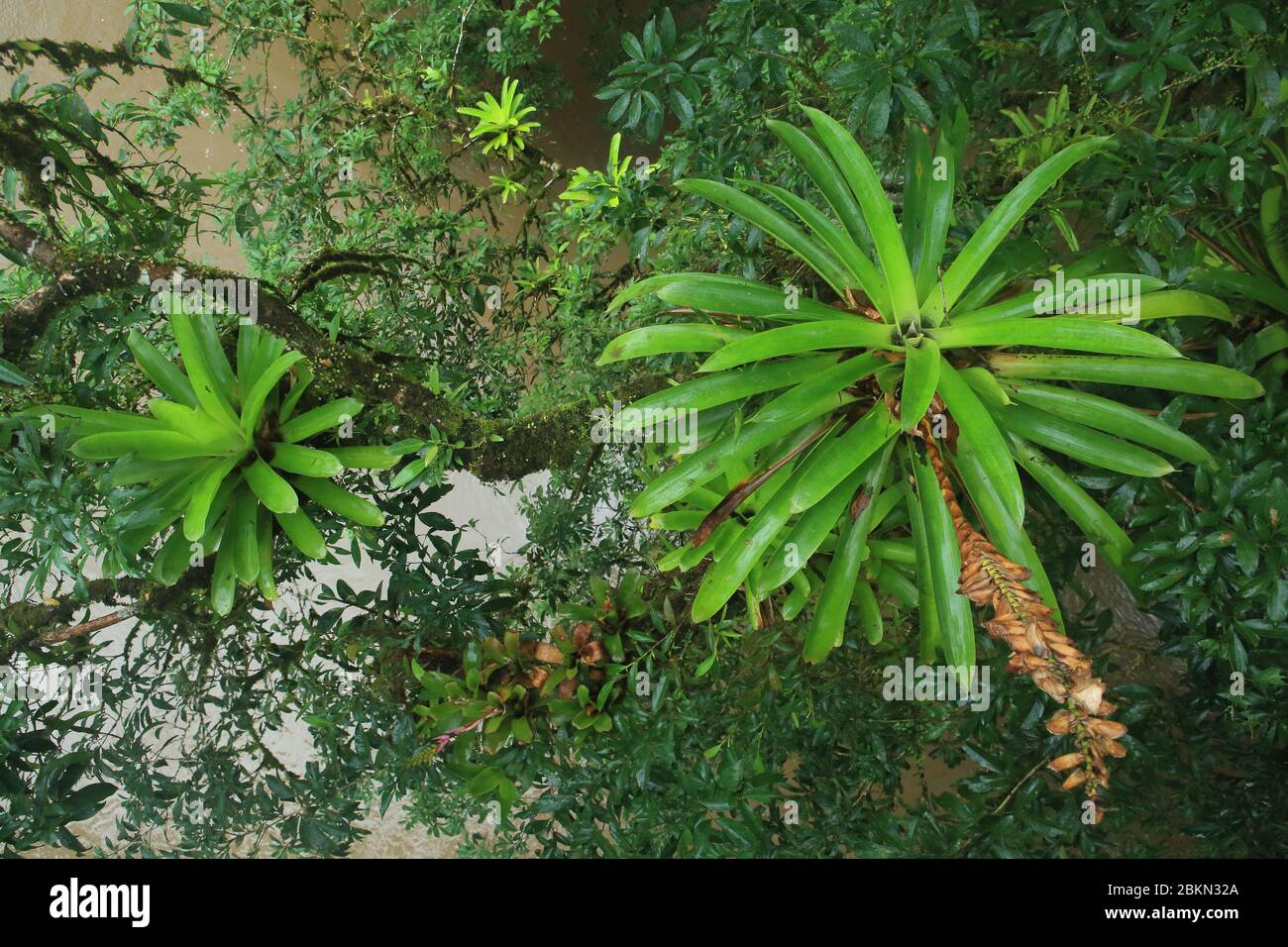 Bromelien über dem Fluss Sarapiquí. Tieflandregenwald, Biologische Station La Selva, Sarapiquí, Karibischer Hang, Costa Rica. Stockfoto