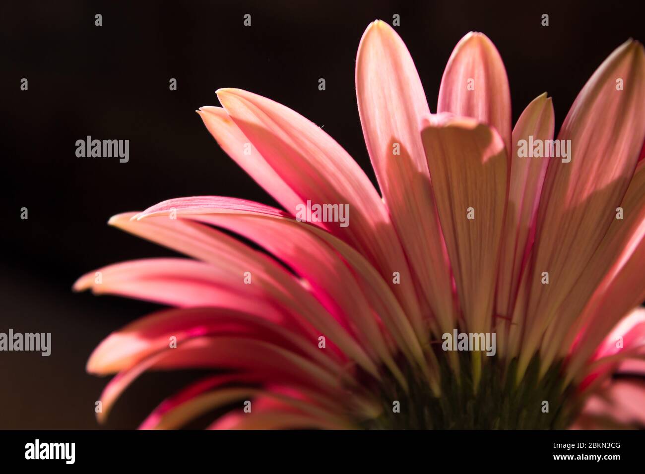 Rückansicht eines hintergrundbeleuchteten rosa Baderton Daisy (Gerbera Jamesoni) mit dunklem Hintergrund Stockfoto