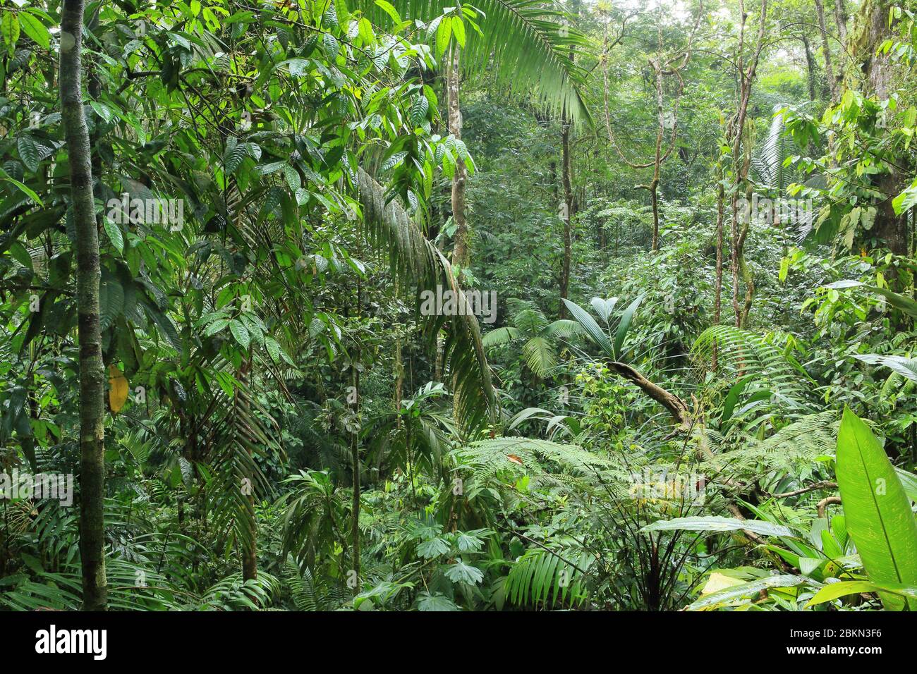 Tieflandregenwald, Biologische Station La Selva, Sarapiquí, Karibischer Hang, Costa Rica. Stockfoto