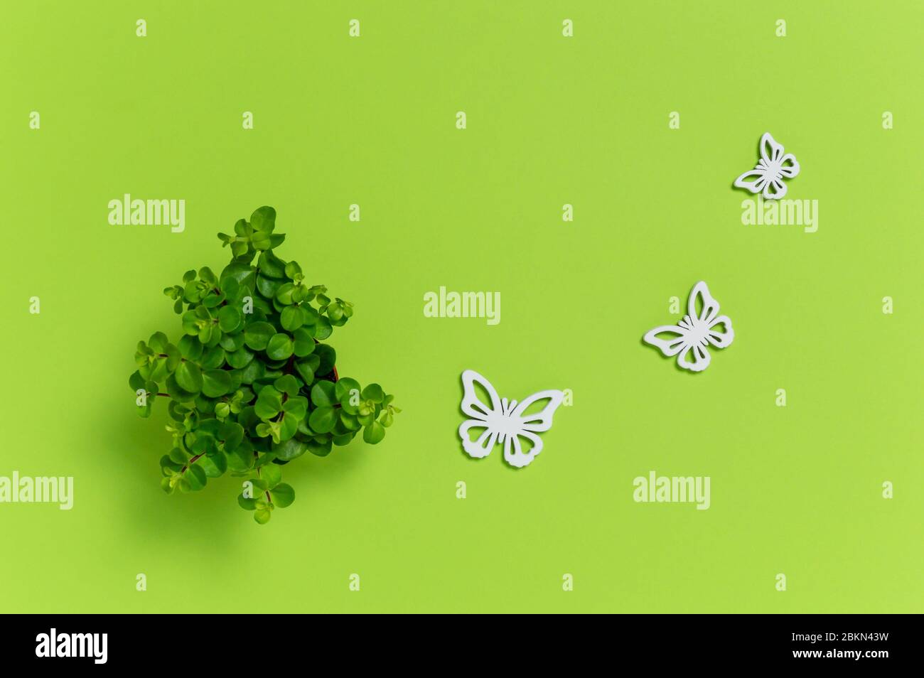Kleine grüne Hauspflanze und drei weiße Holzschmetterlinge auf grünem Hintergrund. Niedliche Dekoration. Ökologie Konzept mit Kopierraum für Text. Flach l Stockfoto
