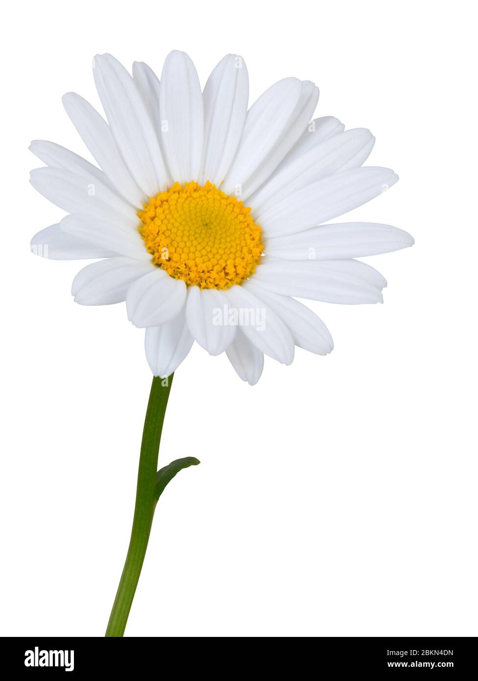 Schöne weiße Gänseblümchen (Marguerite) in Seitenansicht, isoliert auf weißem Hintergrund inklusive Clipping-Pfad. Deutschland Stockfoto