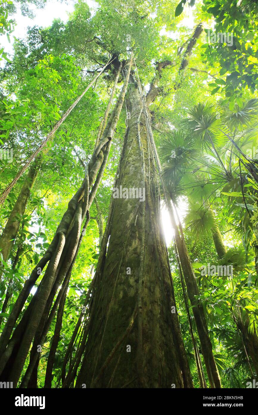 Strangler Fig (Ficus sp) Wurzeln bis zum Baldachin.Regenwald in der Nähe von Sirena Ranger Station, Corcovado Nationalpark, Osa, Costa Rica. Stockfoto