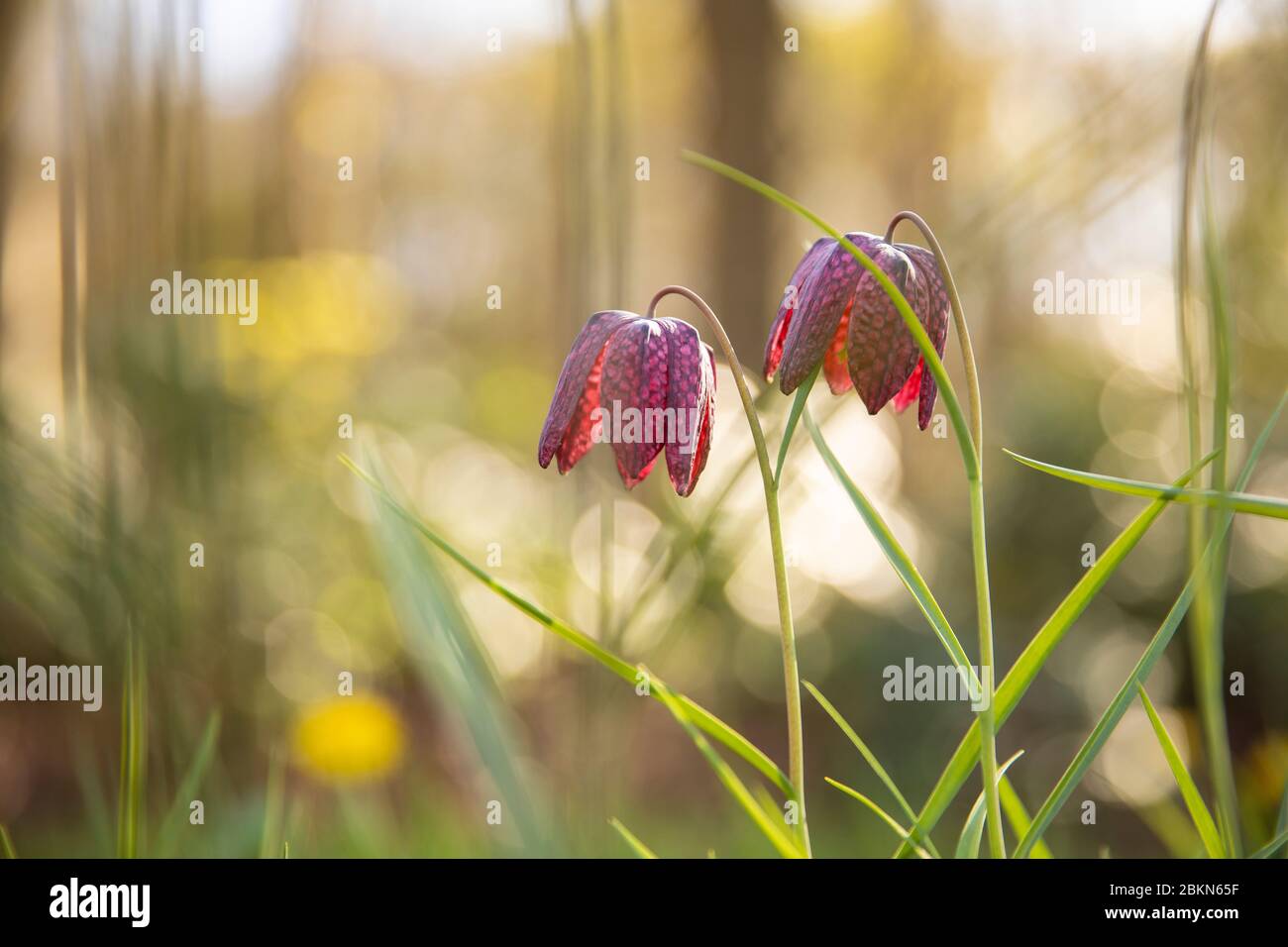 Nahaufnahme einer gefährdeten wilden Schachblume (Fritillaria meleagris) oder eines Schlangenkopffritillars an einem sonnigen Tag im April. Ein schönes lila und weißes b Stockfoto