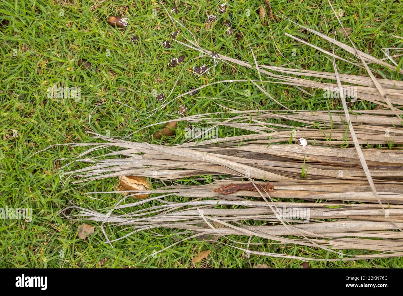 Lange trockene Pflanze Blattstränge auf einem Fleck von grünem Gras isoliert Stockfoto