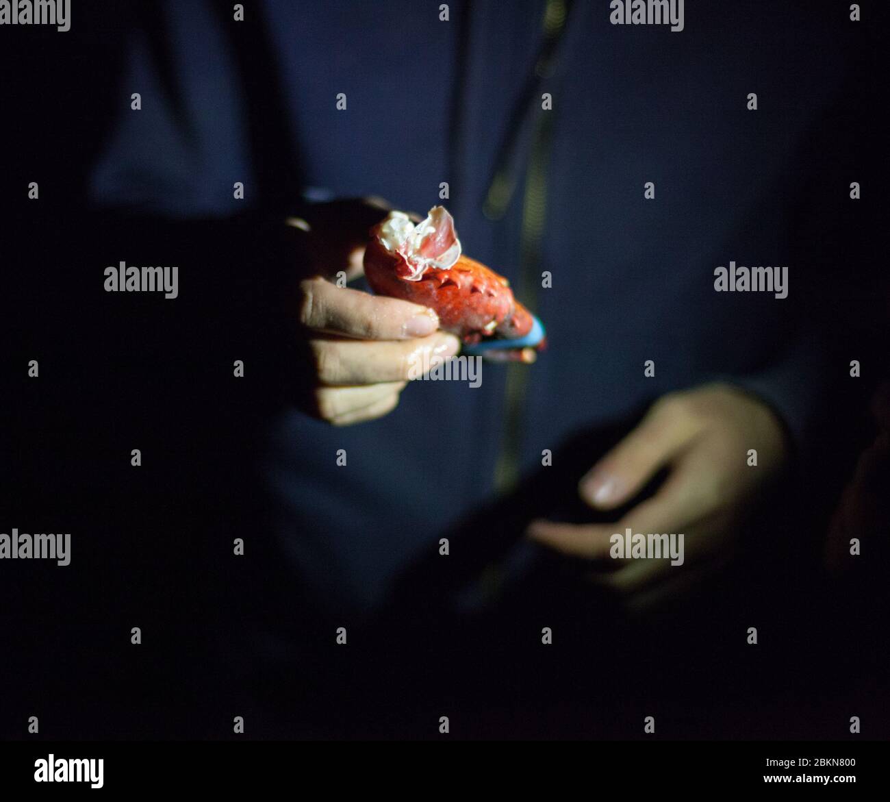 Eine Person hält eine frisch gedämpfte Maine rote Hummerklaue, die nachts von einer Stirnlampe beleuchtet wird, bei einem Hummerbacken auf Vinalhaven, Maine, USA Stockfoto
