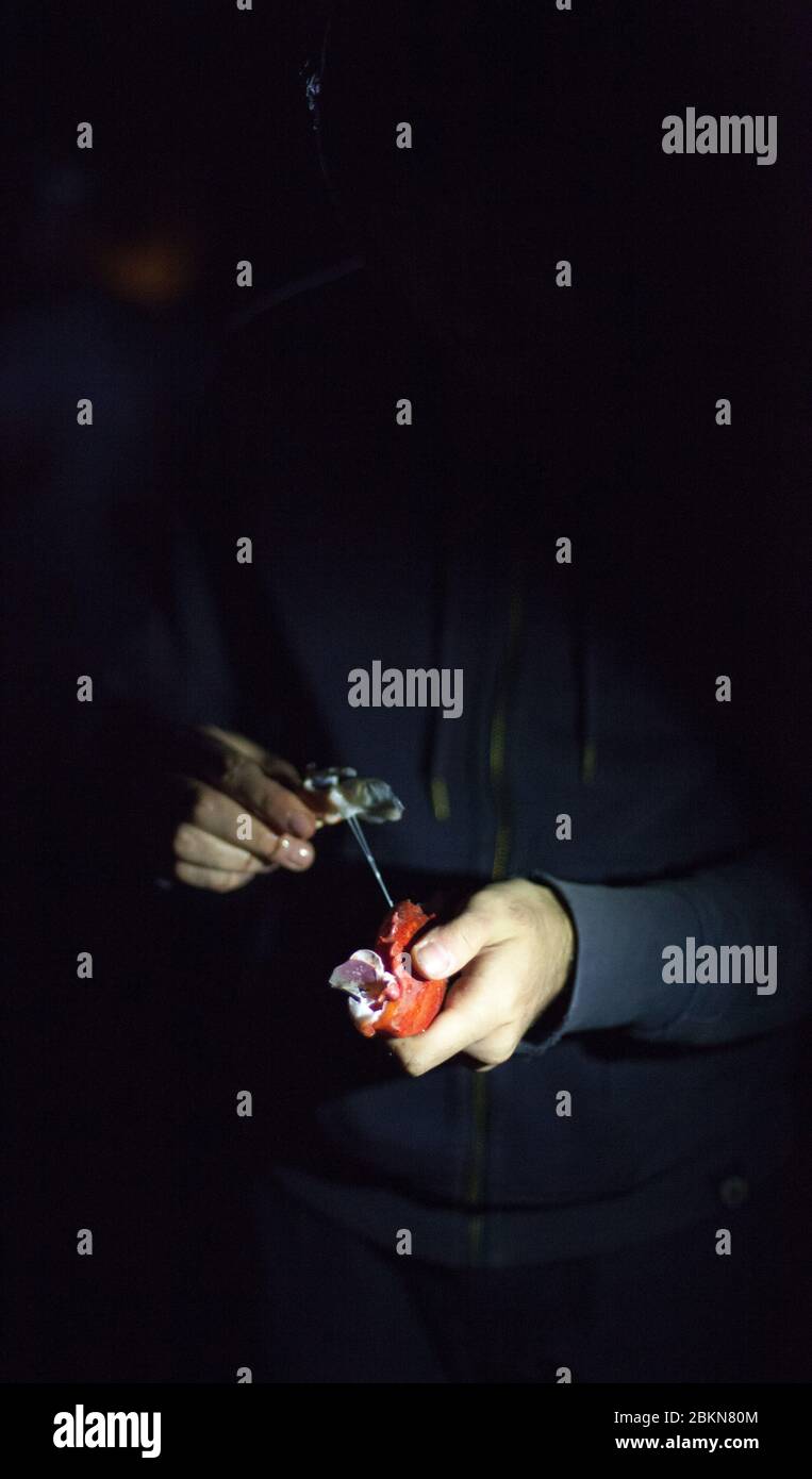 Eine Person zieht die Krallen eines frisch gedämpften Maine-roten Hummer auseinander, mit ihren Händen, die von einer Stirnlampe beleuchtet werden, Vinalhaven, Maine, USA Stockfoto