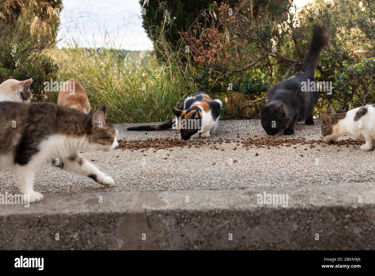 Hungrige bunte obdachlose streunende Katzen essen Essen vom Bürgersteig von Freiwilligen in der Innenstadt von Dubrovnik, Dalmatien, Kroatien, die auch Hus gemacht gegeben Stockfoto