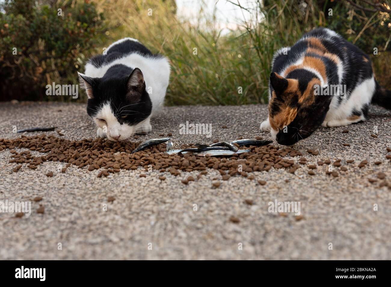 Zwei hungrige, mehrfarbige, obdachlose Katzen essen Essen, das von Freiwilligen in der Innenstadt von Dubrovnik gegeben wurde, die auch Häuser aus Pappe für sie machten. Surr Stockfoto