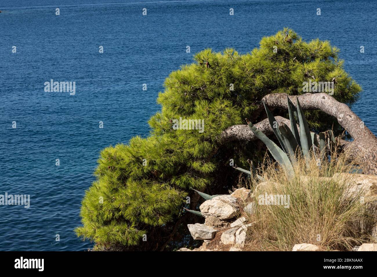 Eine große grüne Kiefer wächst in einer seltsamen Position, wächst in Richtung Meer. Der Baum ist von Felsen umgeben und befindet sich in der Nähe von Cavtat, Dalmatien Kroatisch Stockfoto
