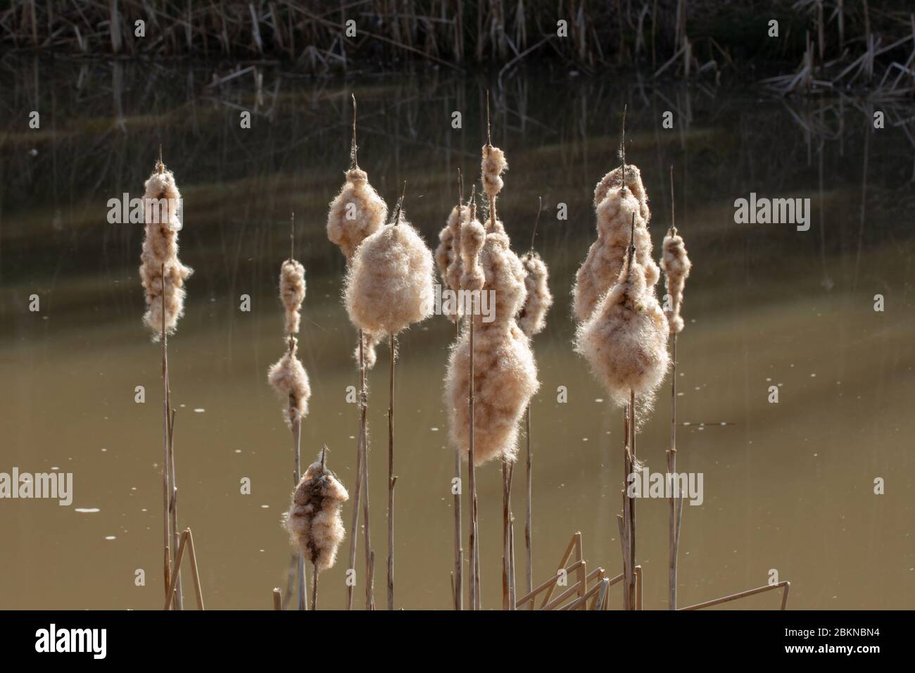 Cattails mit flauschigen hellbraunen Kochfeldern in einem See, Typha Stockfoto