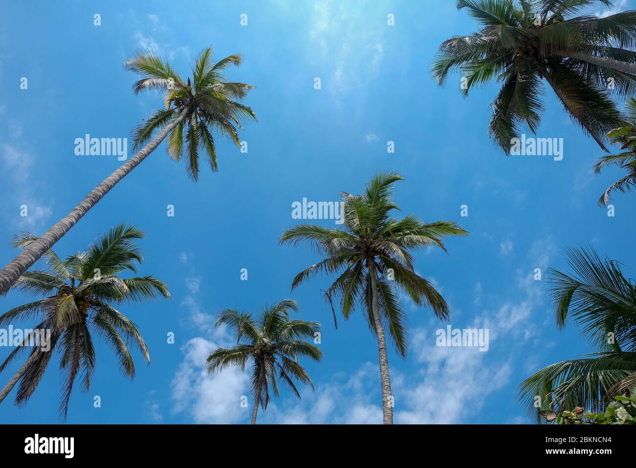 Blick in den Palmenhimmel an einem sonnigen Tag am Meer Stockfoto