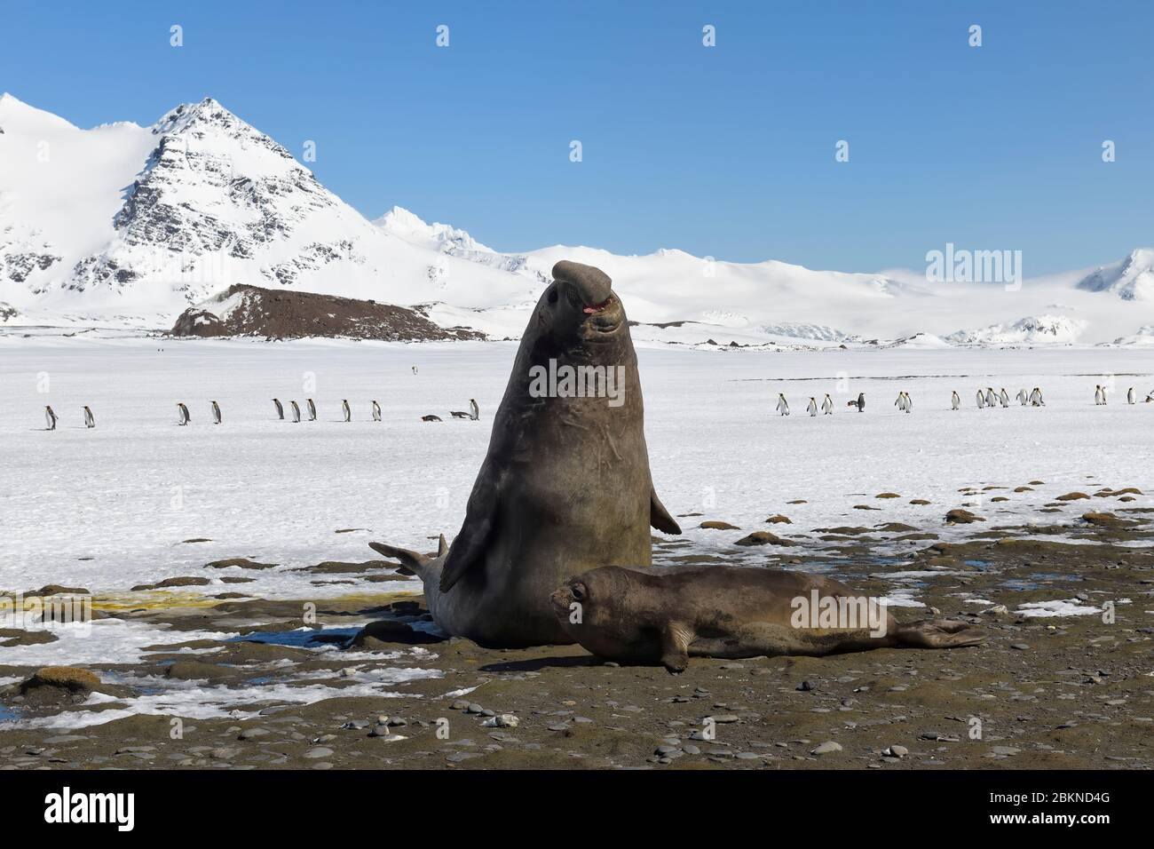 Südliche Elefantenrobbe (Mirounga leonina), die über einem Weibchen steigt, Salisbury Plains, Südgeorgien, Antarktis Stockfoto