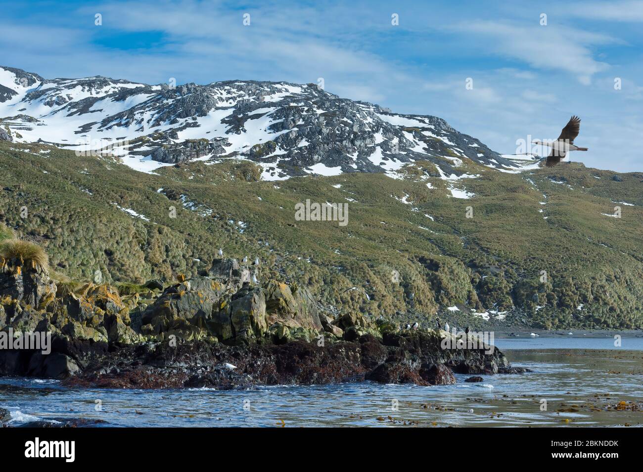 Undine Harbour, Südgeorgien, Südgeorgien und die Sandwichinseln, Antarktis Stockfoto