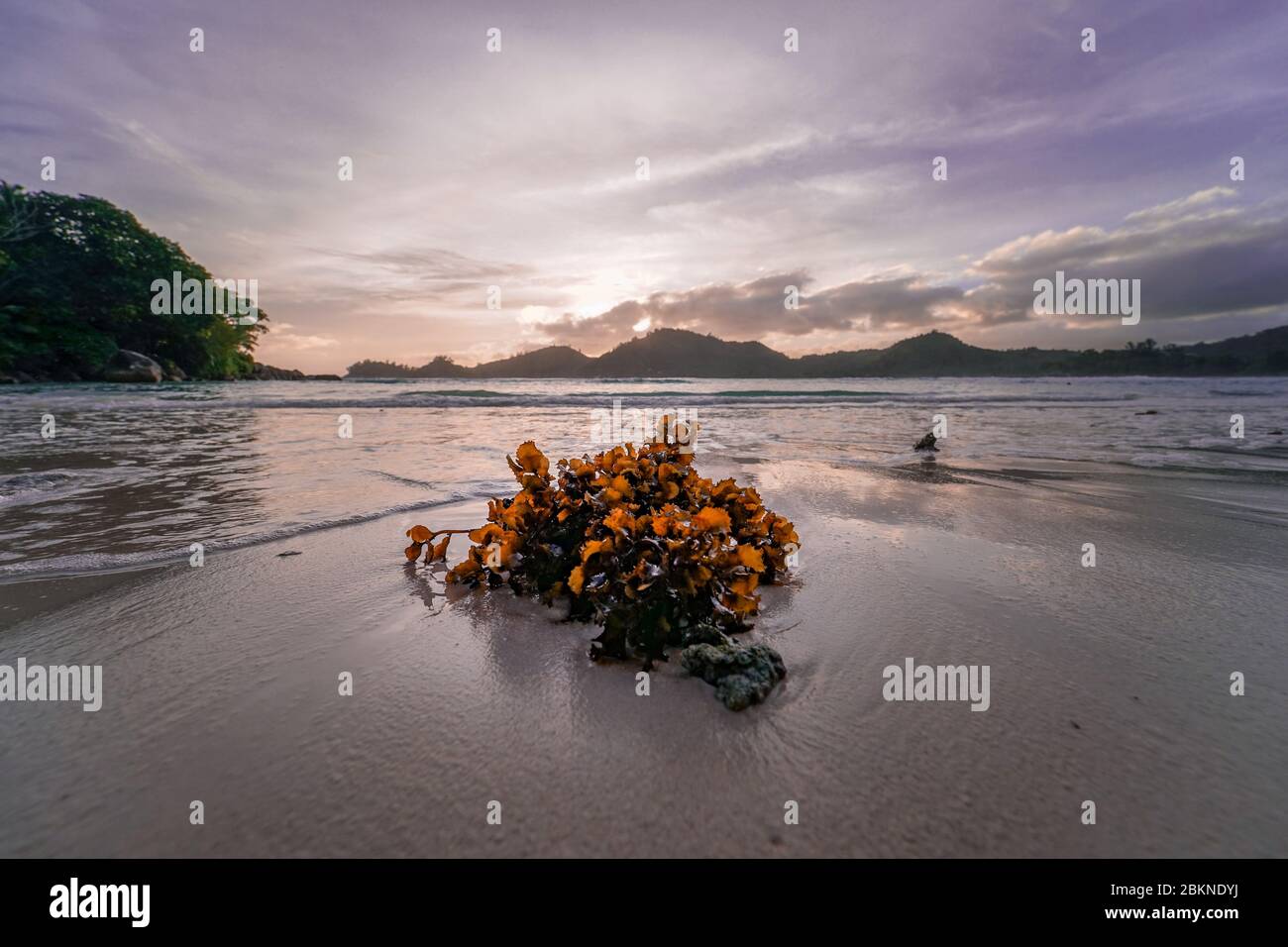 Seychellen Seegras am Strand mit einem Sunset Back Drop und Blick auf die Berge. Stockfoto