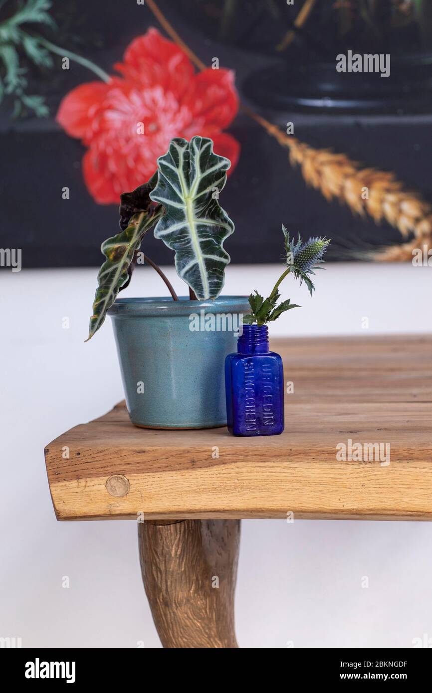 halbkaskade bonsai 7
