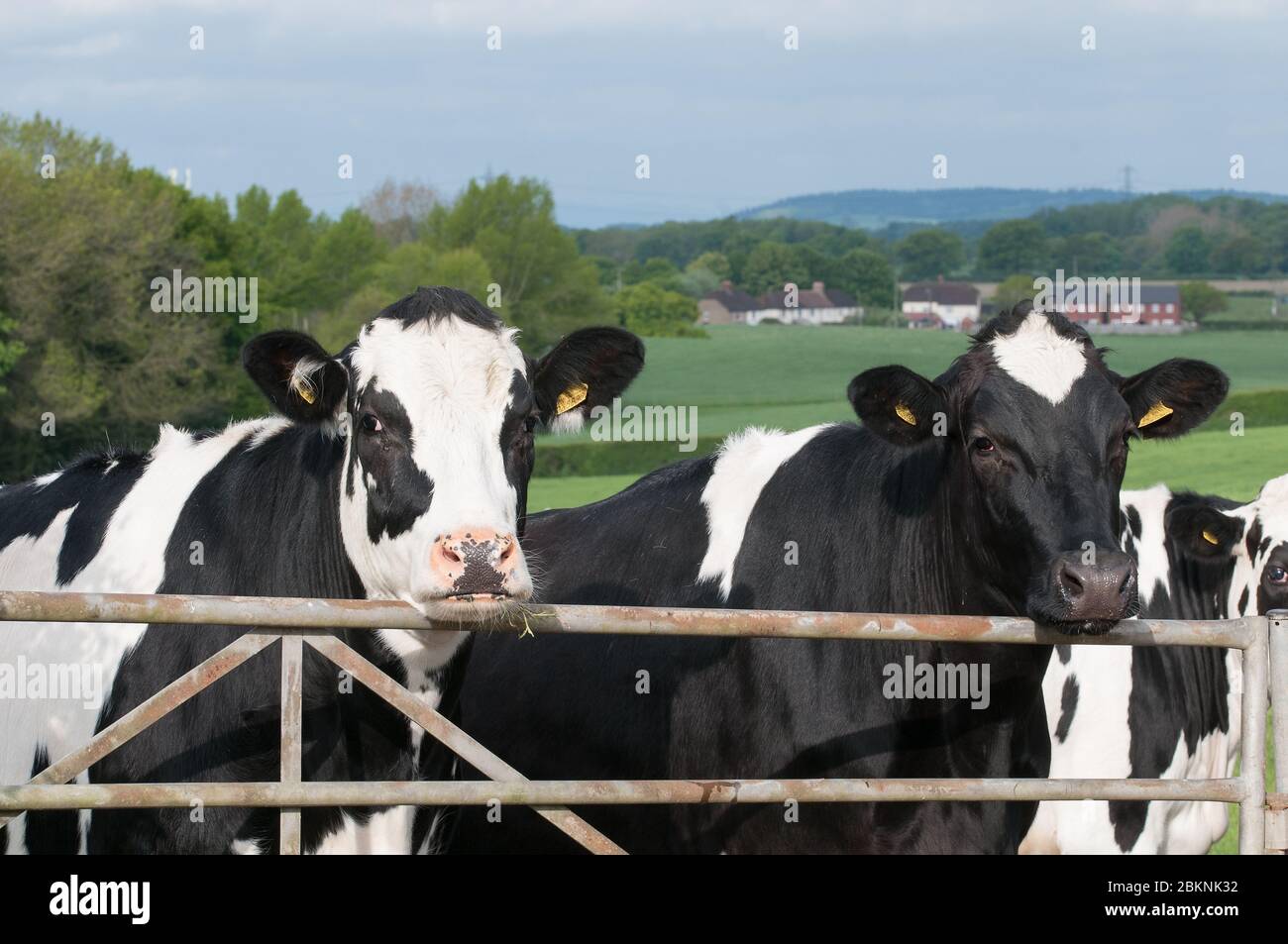 Holstein Friesian Cattle Stockfotos und -bilder Kaufen - Alamy