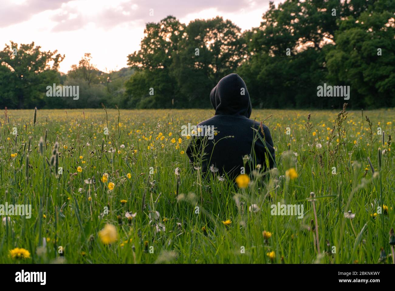 Ein Mann mit Kapuze sitzt auf einer Wiese, zurück zur Kamera. Umgeben von Butterblumen. Den Sonnenuntergang beobachten Stockfoto