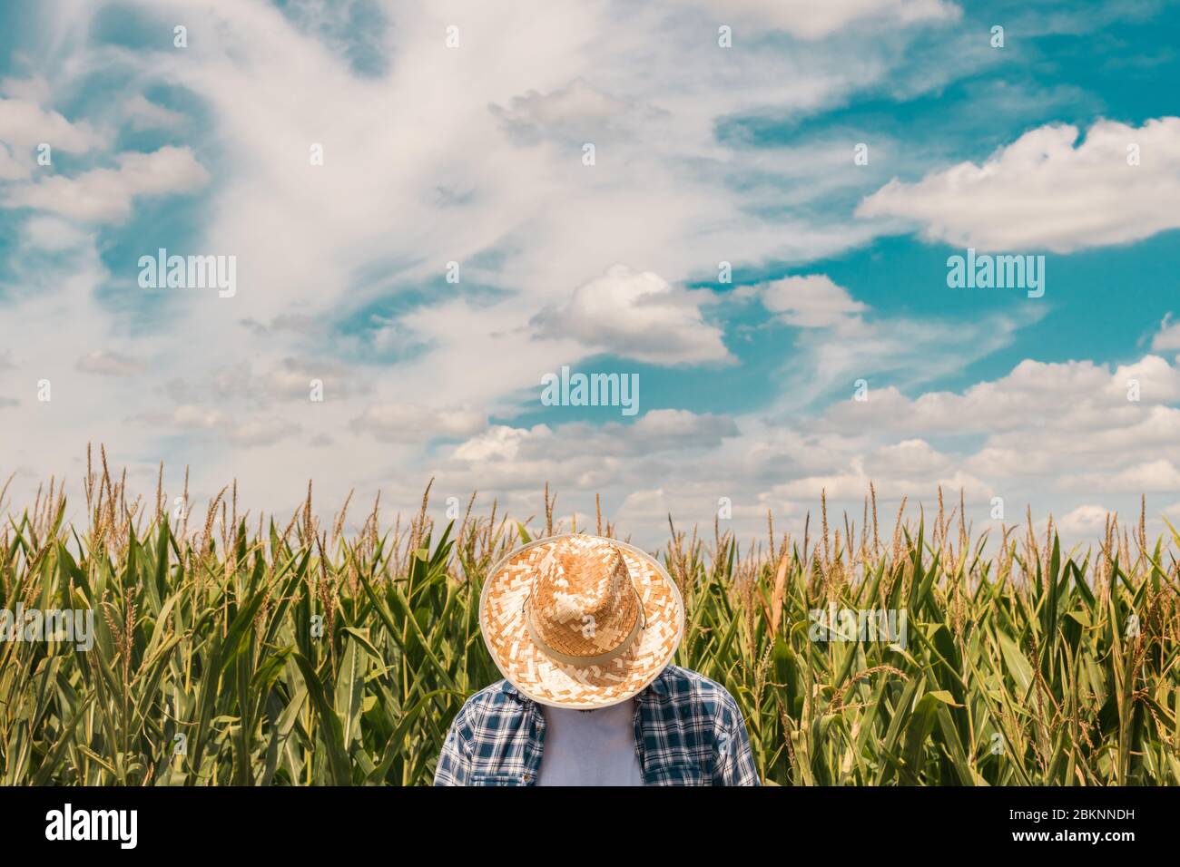Mais Landwirt in kultivierte Mais Feld durch das Tragen von schützender Stroh Hut auf sonnigen Tag Stockfoto