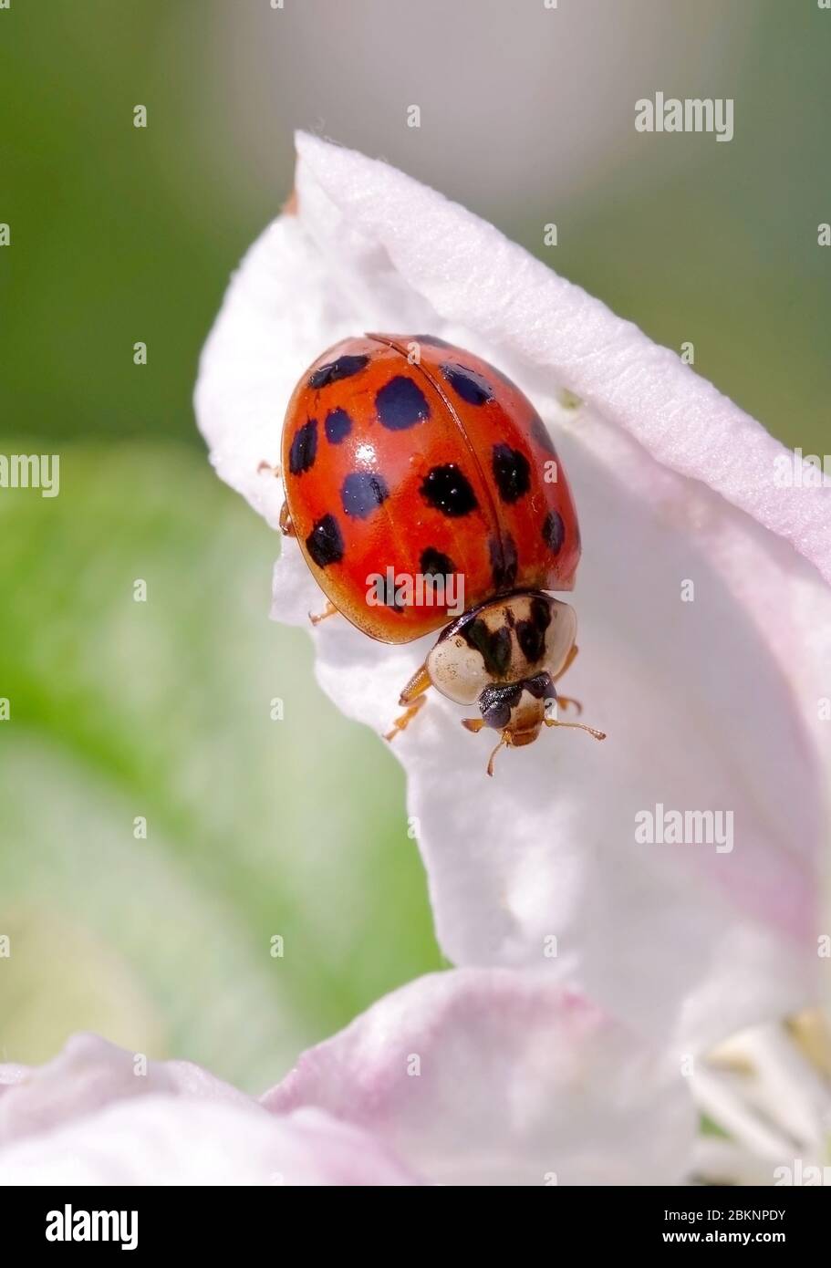 Harlekin oder asiatischer Marienkäfer (Harmonia axyridis), eine asiatische Art, die heute in vielen Teilen der Welt invasiv ist Stockfoto