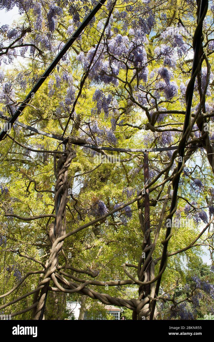 Klettern Wisteria Iron Pavilion in Royal Botanic Gardens Kew Gardens, Richmond, London Stockfoto