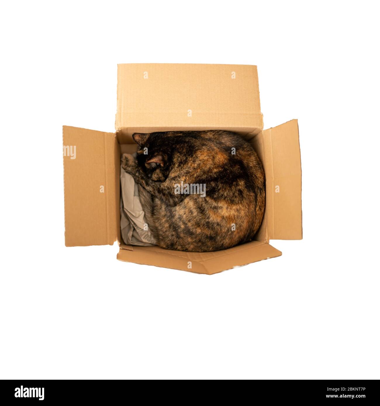 Carey Katze schläft in der Box auf weiß Stockfoto