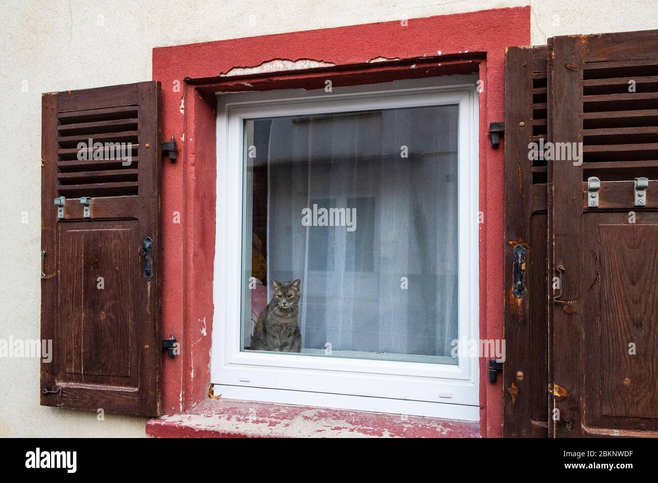 Katze im Fenster Stockfoto