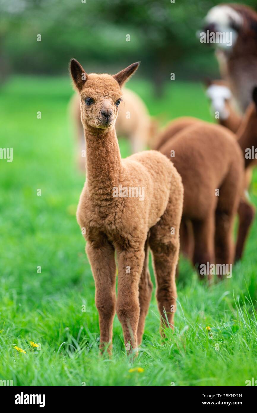 Junge Alpaka in einer Herde, ein südamerikanisches Säugetier Stockfoto
