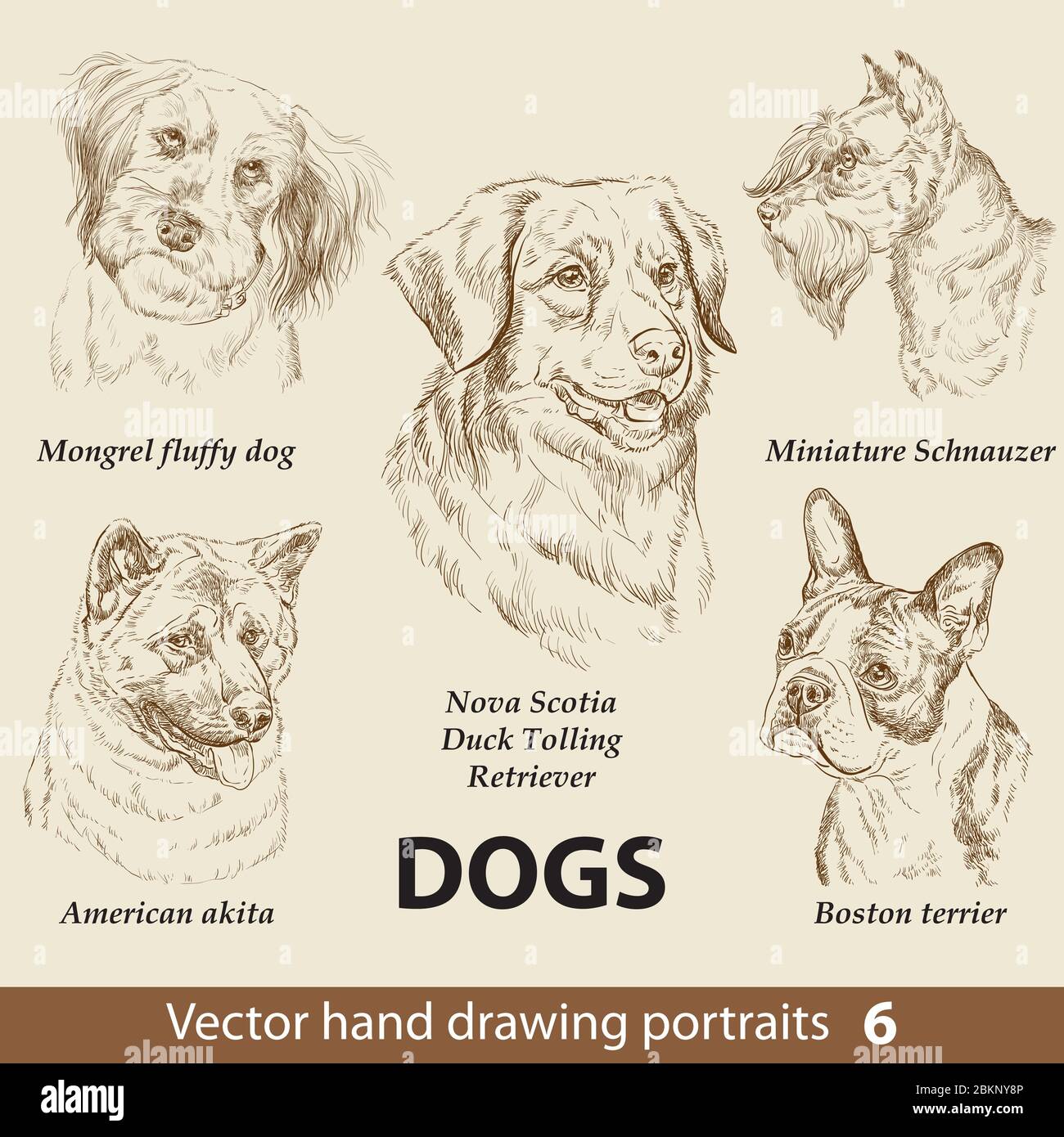 Hand Zeichnung Set von einem niedlichen Hunde Rassen Teil 6. Hunde Kopf isoliert auf beigem Hintergrund. Bleistift Hand gezeichnet realistische Porträt. Tiersammlung. Gute f Stock Vektor