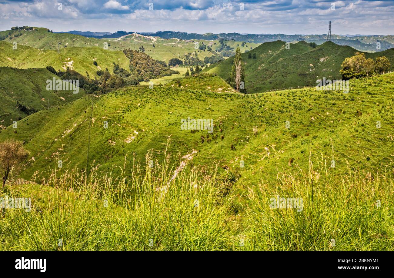 Blick vom Tahora Sattel, Forgotten World Highway (SH43), Manawatu-Wanganui Region, Nordinsel, Neuseeland Stockfoto