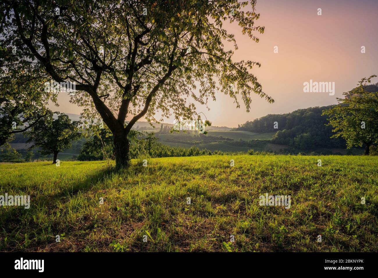 Ein alter Kirschbaum in Baselland Schweiz Stockfoto