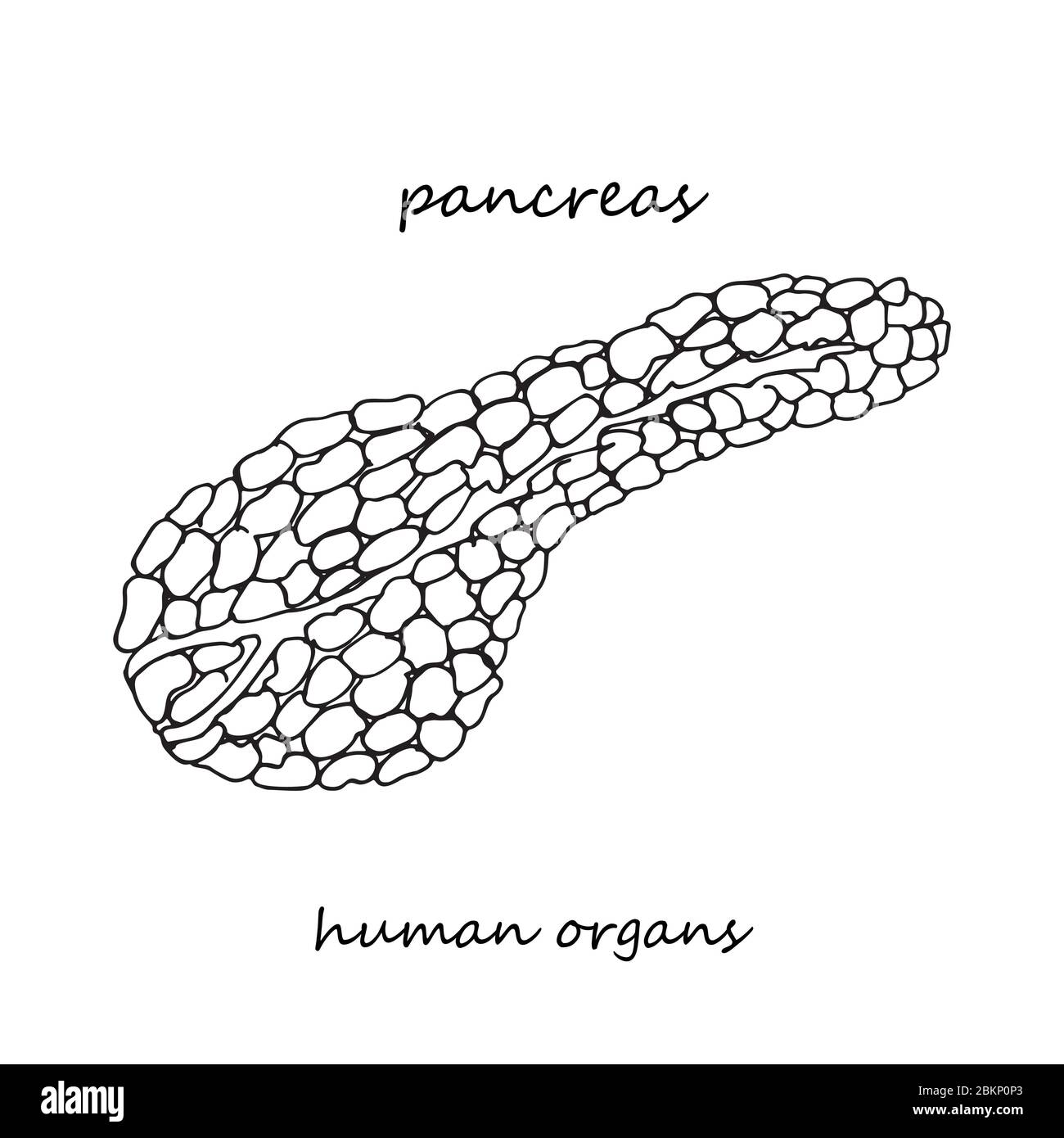 Bauchspeicheldrüse. Realistische handgezeichnete Ikone der inneren Organe des Menschen. Linienkunst. Stil der Skizze. Design-Konzept für Ihre medizinischen Projekte post viral Stock Vektor
